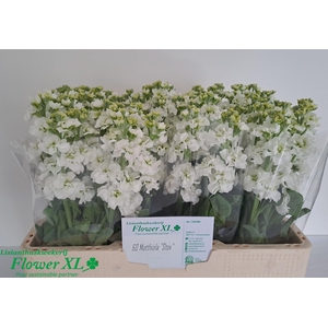 MATTH IMPALA WHITE