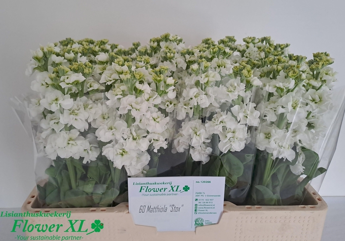 <h4>MATTH IMPALA WHITE</h4>