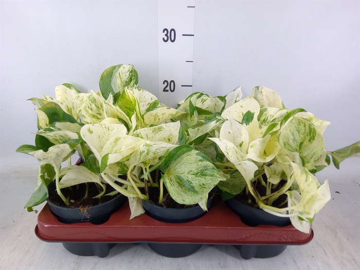 <h4>Epipremnum pinn. 'Happy Leaf'</h4>