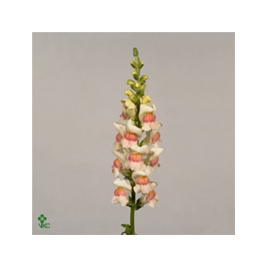 Antir Poto Appleblos