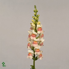 <h4>Antirrhinum It. Apricot</h4>