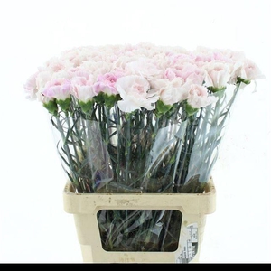 DI ST MUDAH SOFT PINK X 160