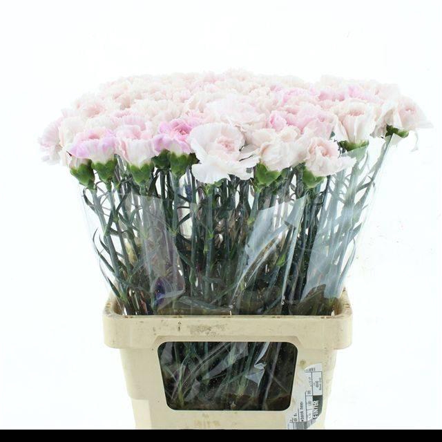 <h4>DI ST MUDAH SOFT PINK</h4>