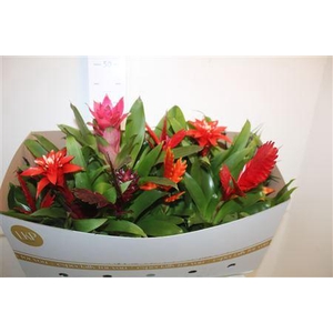 Bromelia Gem