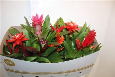 <h4>Bromelia Gem</h4>