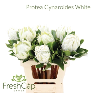 Protea Cynaroides White