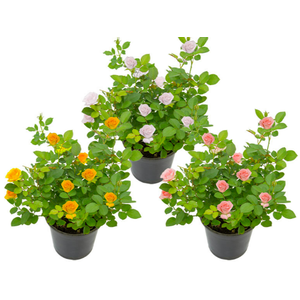 ROSEIRA MINI P15