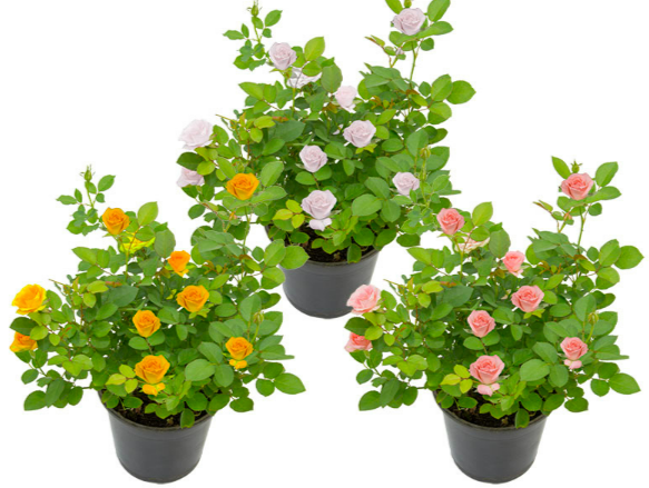 ROSEIRA MINI P15