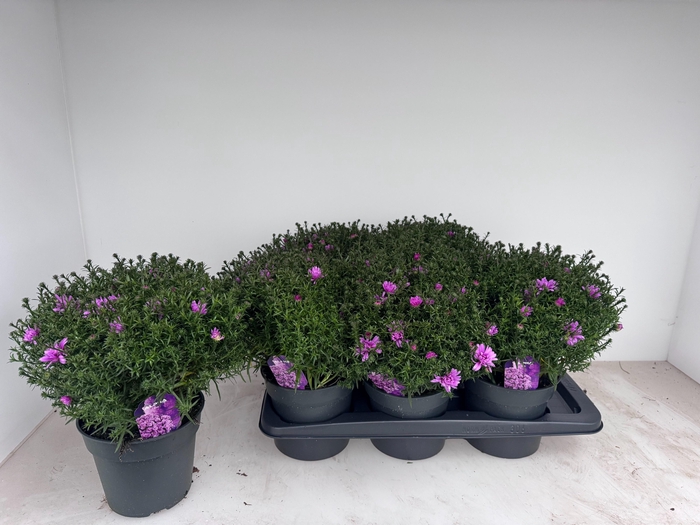 <h4>ASTER D ALPHA PINK</h4>