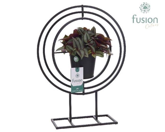 Arrangementen kamerplanten groen H% FC-24.1021FDH Globe Metal