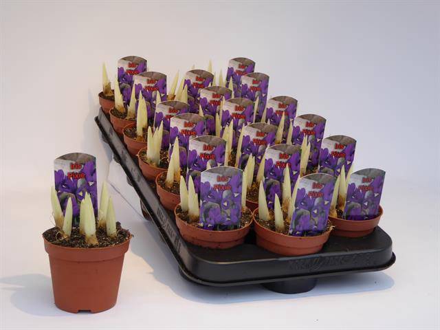 <h4>BULB IRIS PURPLE</h4>