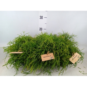 Rhipsalis baccifera 'Oasis'