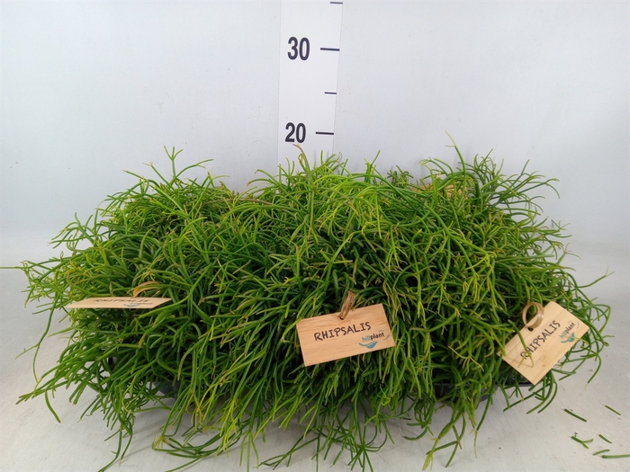 <h4>Rhipsalis baccifera 'Oasis'</h4>