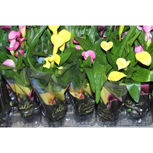 CALLA COLORIDA P14 PREMIUM