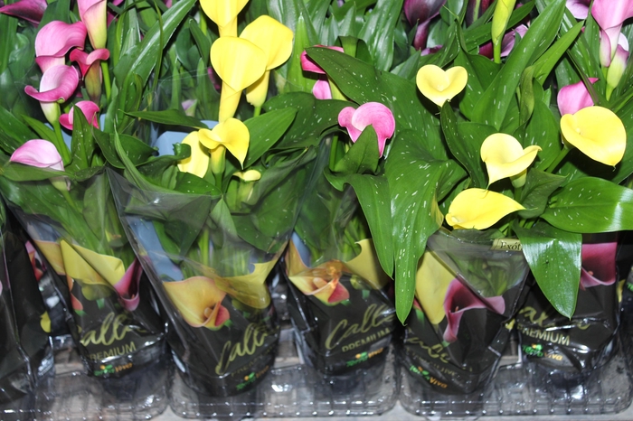 <h4>CALLA COLORIDA P14 PREMIUM</h4>