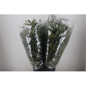 Euca Parvifolia 200gr P Bunch