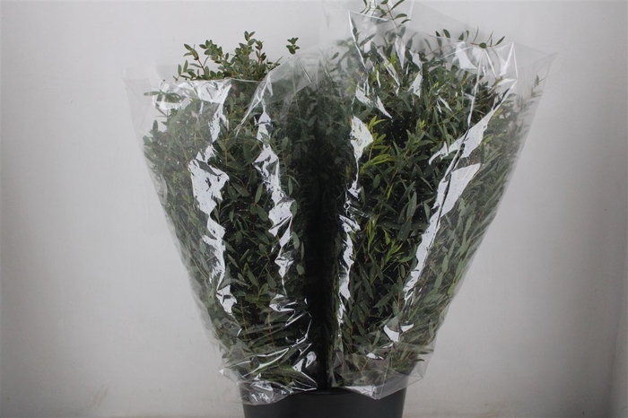 <h4>Euca Parvifolia 200gr P Bunch</h4>