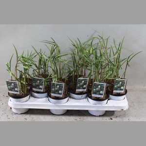 FRITILLARIA MELEAGRIS KIEVITSEITJE