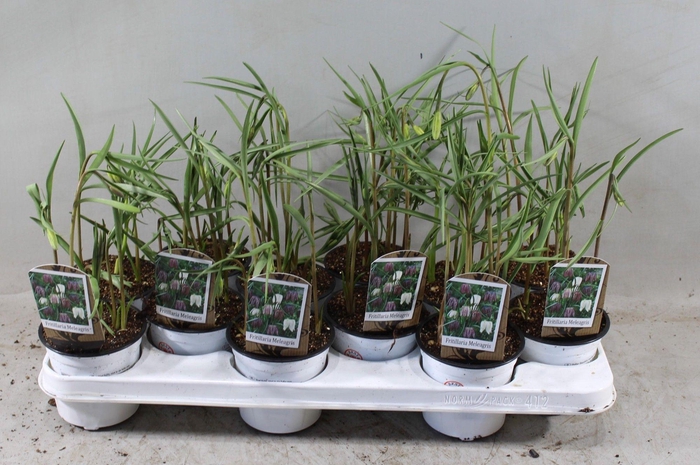 <h4>FRITILLARIA MELEAGRIS KIEVITSEITJE</h4>