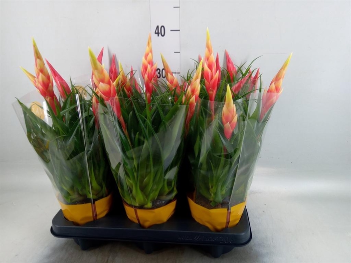 <h4>Vriesea  MF   ...mix 2</h4>
