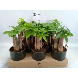 Pachira aquatica