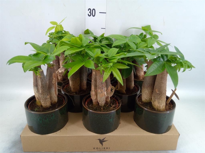 <h4>Pachira aquatica</h4>
