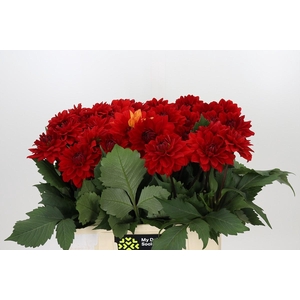 Dahlia Heatwave