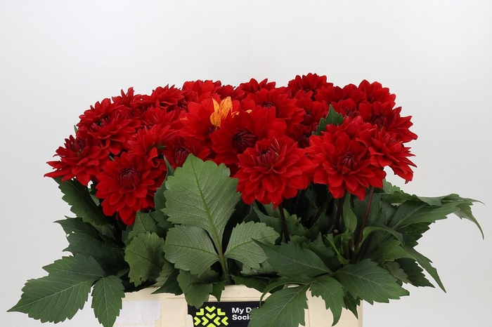 <h4>Dahlia Heatwave</h4>
