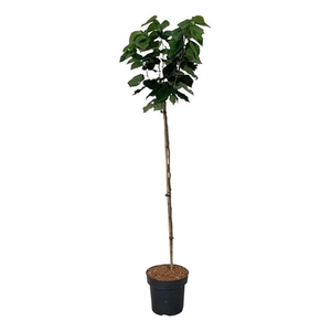 Cercis chinensis 'Avondale'