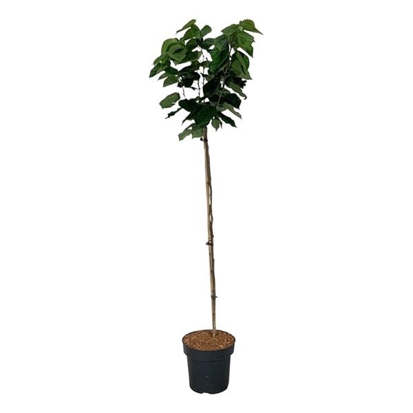 Cercis chinensis 'Avondale'