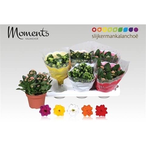 .Kalanchoe blossfeldiana gevuld gemengd 5 kleuren