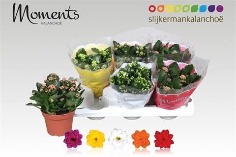<h4>.Kalanchoe blossfeldiana gevuld gemengd 5 kleuren</h4>