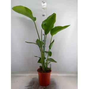 Strelitzia nicolai