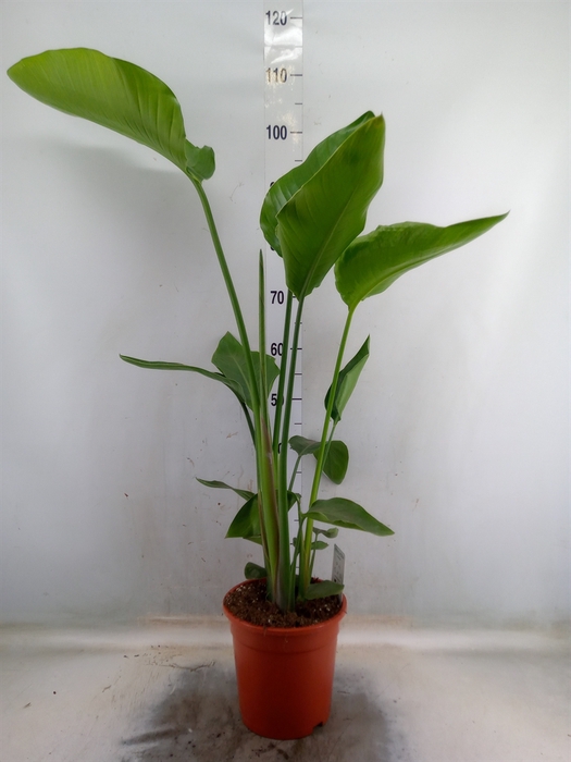 <h4>Strelitzia nicolai</h4>
