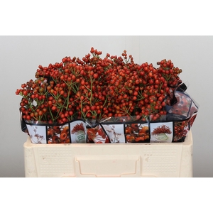 ROSA AUT ROSEFRUITS