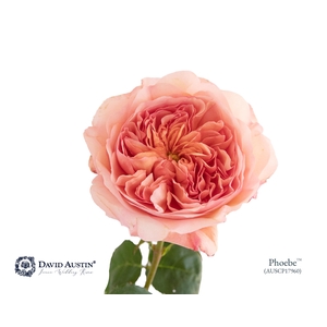 Rosa David Austin Phoebe