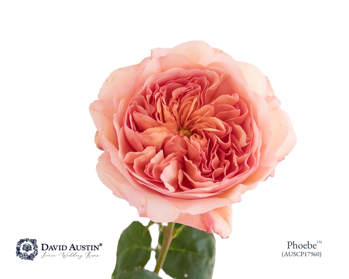Rosa David Austin Phoebe