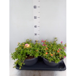 Portulaca   ...