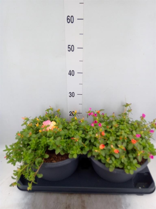 <h4>Portulaca   ...</h4>