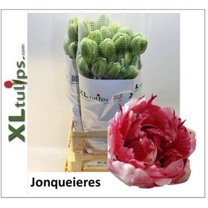 Tu Dubbel Jonquieres XL Tulips