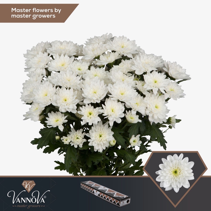 <h4>Chrysanthemum TR 'Baltica'</h4>