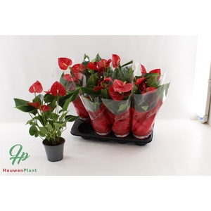 ANTHU AN SUCCESS RED