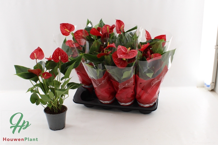 <h4>ANTHU AN SUCCESS RED</h4>