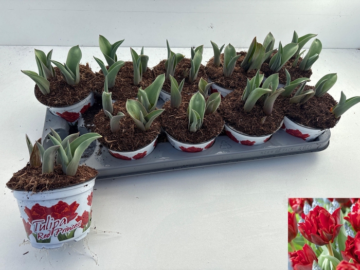 <h4>TUL DU RED PRINCESS</h4>