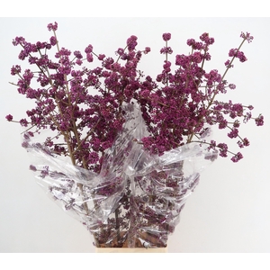 CALLICARPA BOD PROFU