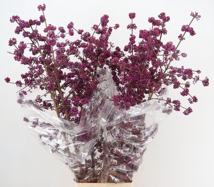 <h4>CALLICARPA BOD PROFU</h4>