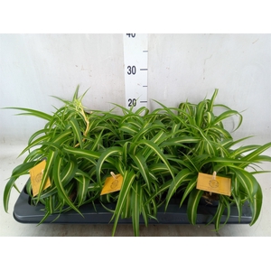 Chlorophytum com. 'Bonnie'