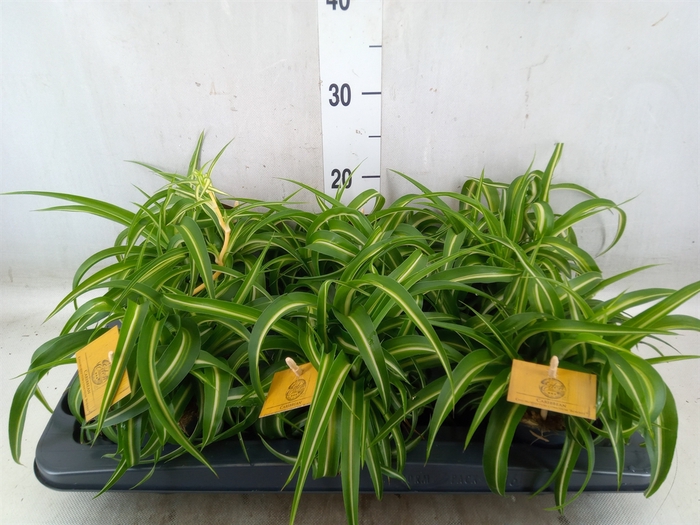 <h4>Chlorophytum com. 'Bonnie'</h4>