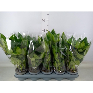 Fatsia japonica   ...