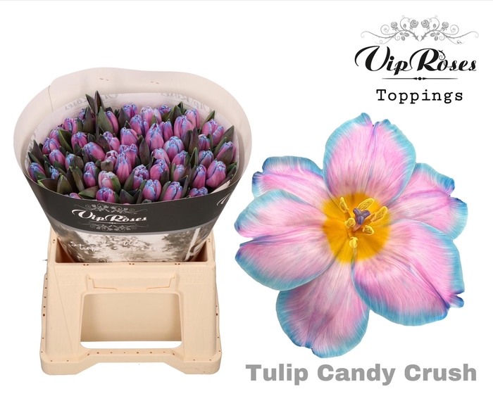 <h4>TU EN OV KLB H%</h4>